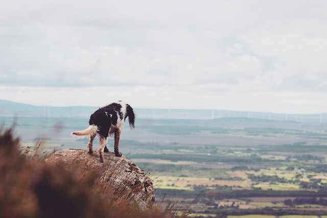 animal rescues in ireland